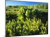Plants Growing in Field, Logan River, Franklin Basin, Bear River Range, Cache National Forest-Scott T. Smith-Mounted Photographic Print