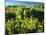 Plants Growing in Field, Logan River, Franklin Basin, Bear River Range, Cache National Forest-Scott T. Smith-Mounted Photographic Print