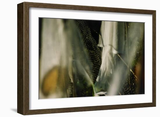 Plants Growing Under Netting-Fay Godwin-Framed Giclee Print