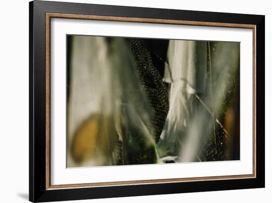 Plants Growing Under Netting-Fay Godwin-Framed Giclee Print