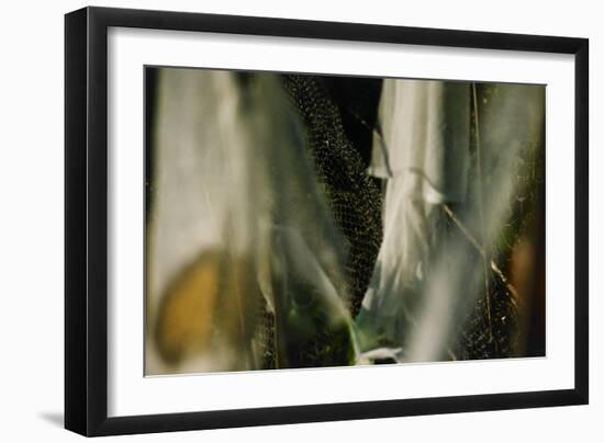 Plants Growing Under Netting-Fay Godwin-Framed Giclee Print