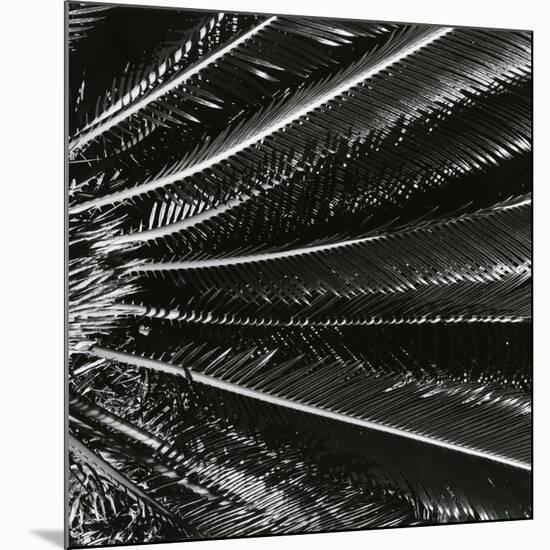 Plants, Hawaii, c. 1985-Brett Weston-Mounted Premium Photographic Print