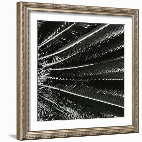 Plants, Hawaii, c. 1985-Brett Weston-Framed Photographic Print