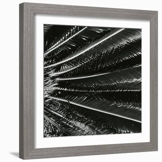 Plants, Hawaii, c. 1985-Brett Weston-Framed Photographic Print