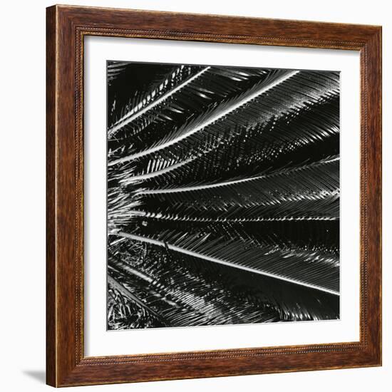 Plants, Hawaii, c. 1985-Brett Weston-Framed Photographic Print