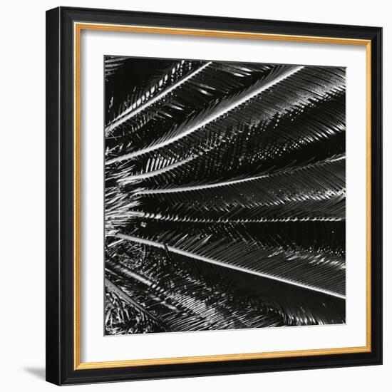 Plants, Hawaii, c. 1985-Brett Weston-Framed Photographic Print