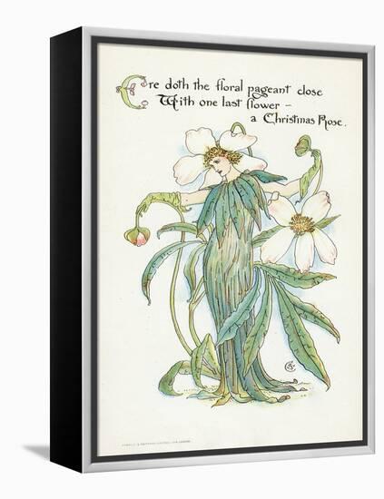 Plants, Helleborus Niger-Walter Crane-Framed Stretched Canvas