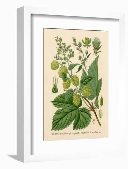 Plants, Humulus Lupulus-null-Framed Photographic Print