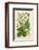 Plants, Humulus Lupulus-null-Framed Photographic Print