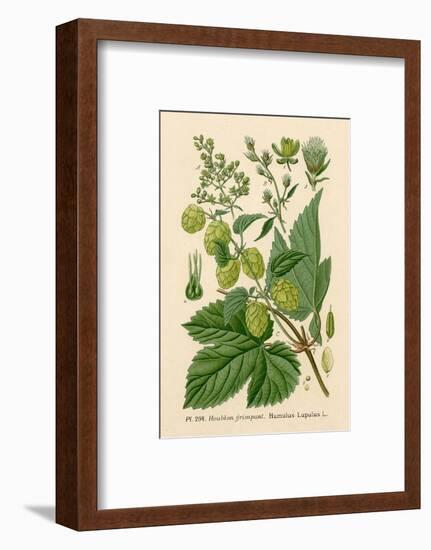 Plants, Humulus Lupulus-null-Framed Photographic Print