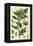 Plants, Hyoscyamus Niger-null-Framed Stretched Canvas