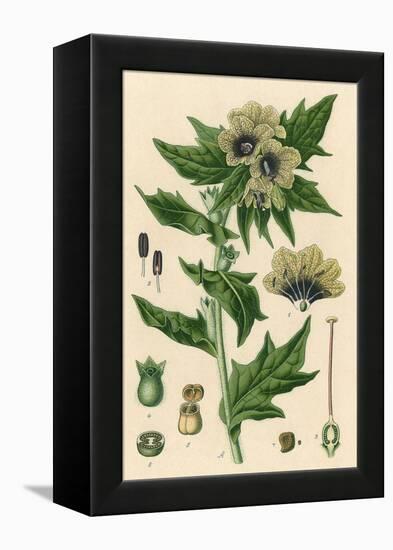 Plants, Hyoscyamus Niger-null-Framed Stretched Canvas