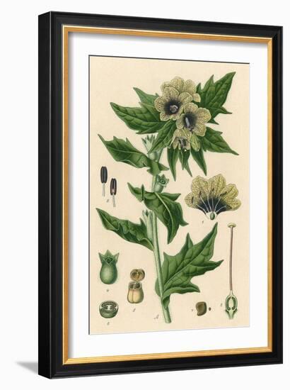 Plants, Hyoscyamus Niger-null-Framed Art Print