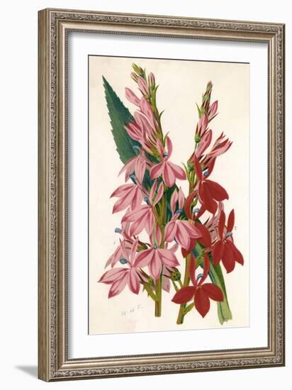 Plants, Lobelia-null-Framed Art Print