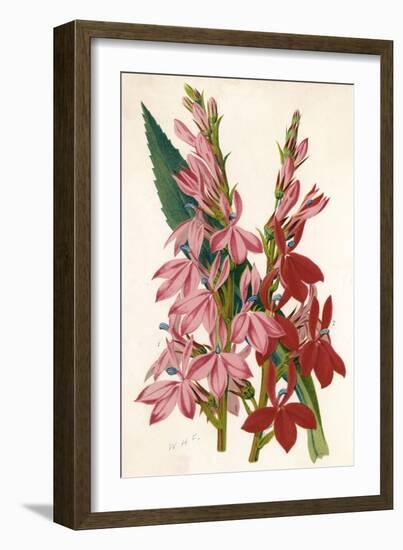 Plants, Lobelia-null-Framed Art Print