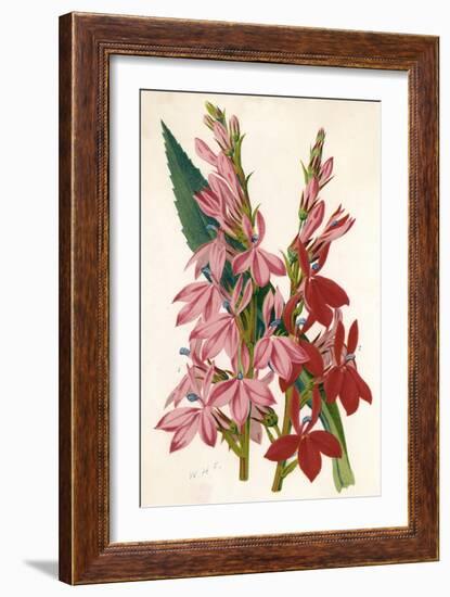 Plants, Lobelia-null-Framed Art Print