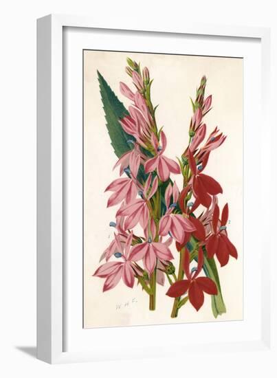 Plants, Lobelia-null-Framed Art Print