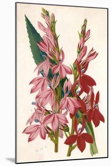 Plants, Lobelia-null-Mounted Art Print