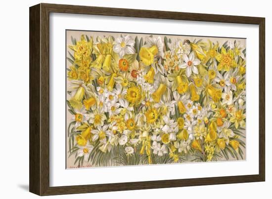 Plants, Narcissus Species-John Allen-Framed Art Print