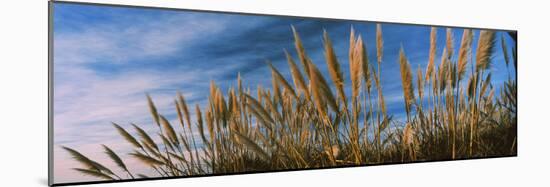 Plants on the beach, Coastal California, California, USA-null-Mounted Photographic Print