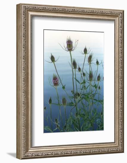 Plants on the edge of lake, Eagle Creek Park, Indianapolis, Indiana, USA-Anna Miller-Framed Photographic Print