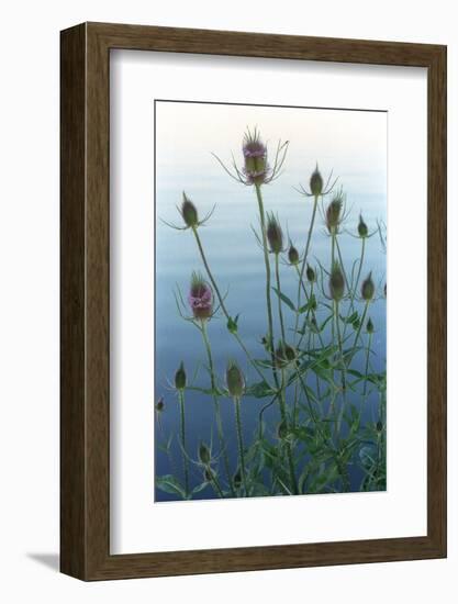 Plants on the edge of lake, Eagle Creek Park, Indianapolis, Indiana, USA-Anna Miller-Framed Photographic Print