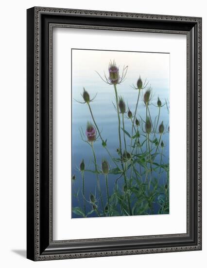 Plants on the edge of lake, Eagle Creek Park, Indianapolis, Indiana, USA-Anna Miller-Framed Photographic Print