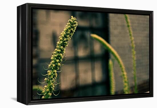 Plants on the Highline NYC-null-Framed Stretched Canvas