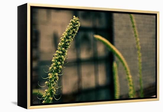 Plants on the Highline NYC-null-Framed Stretched Canvas