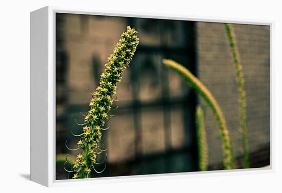 Plants on the Highline NYC-null-Framed Stretched Canvas