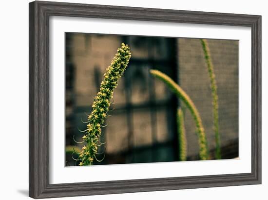 Plants on the Highline NYC-null-Framed Photo