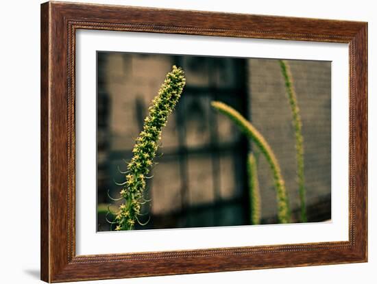 Plants on the Highline NYC-null-Framed Photo