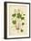 Plants, Oxalis Acetosella-Mabel E Step-Framed Art Print