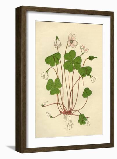 Plants, Oxalis Acetosella-Mabel E Step-Framed Art Print