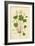 Plants, Oxalis Acetosella-Mabel E Step-Framed Art Print