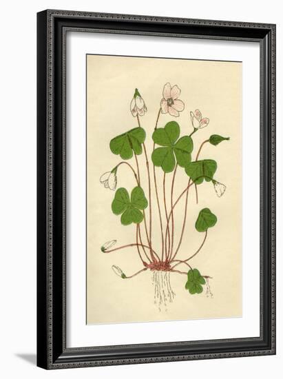 Plants, Oxalis Acetosella-Mabel E Step-Framed Art Print