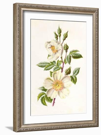 Plants, Rosa Arvensis-F Edward Hulme-Framed Art Print