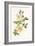 Plants, Rosa Arvensis-F Edward Hulme-Framed Art Print