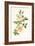 Plants, Rosa Arvensis-F Edward Hulme-Framed Art Print