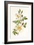 Plants, Rosa Arvensis-F Edward Hulme-Framed Art Print