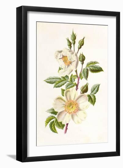 Plants, Rosa Arvensis-F Edward Hulme-Framed Art Print