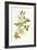 Plants, Rosa Arvensis-F Edward Hulme-Framed Art Print