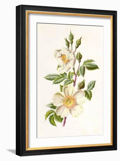 Plants, Rosa Arvensis-F Edward Hulme-Framed Art Print