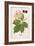 Plants, Rubus Fruticosus-Mabel E Step-Framed Art Print