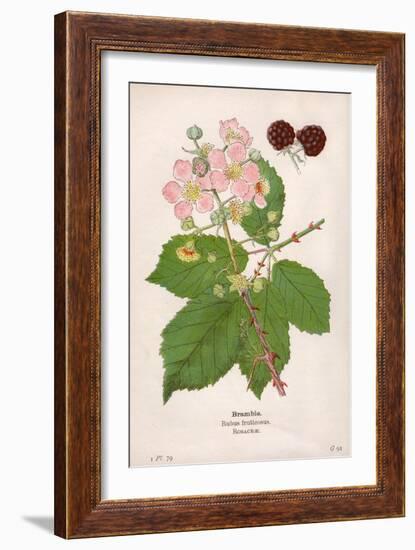 Plants, Rubus Fruticosus-Mabel E Step-Framed Art Print