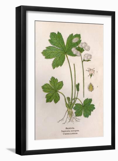 Plants, Sanicula Europaea-Mabel E Step-Framed Art Print