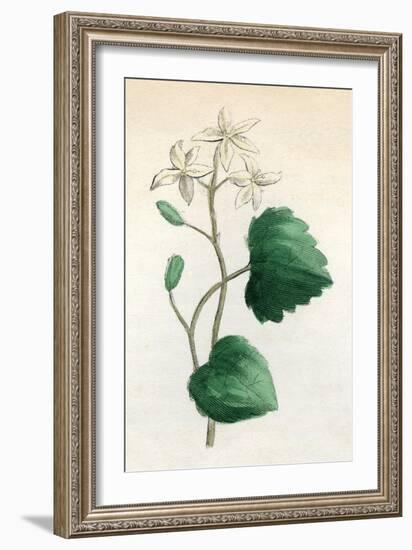 Plants, Sanicula Europaea-null-Framed Art Print