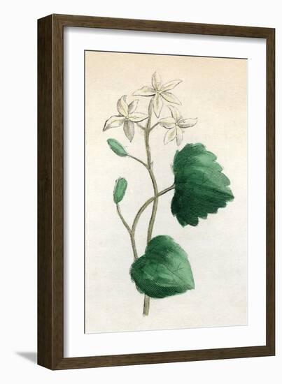 Plants, Sanicula Europaea-null-Framed Art Print