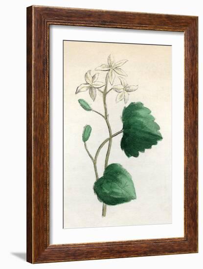 Plants, Sanicula Europaea-null-Framed Art Print