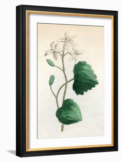 Plants, Sanicula Europaea-null-Framed Art Print